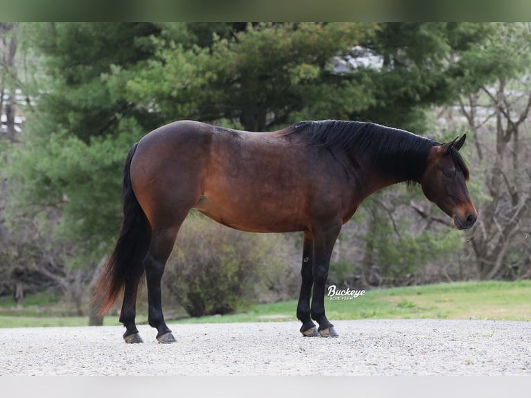 American Quarter Horse Stute 7 Jahre Dunkelbrauner in Millersburg