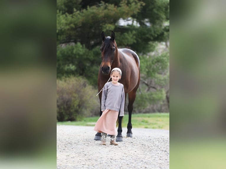 American Quarter Horse Stute 7 Jahre Dunkelbrauner in Millersburg