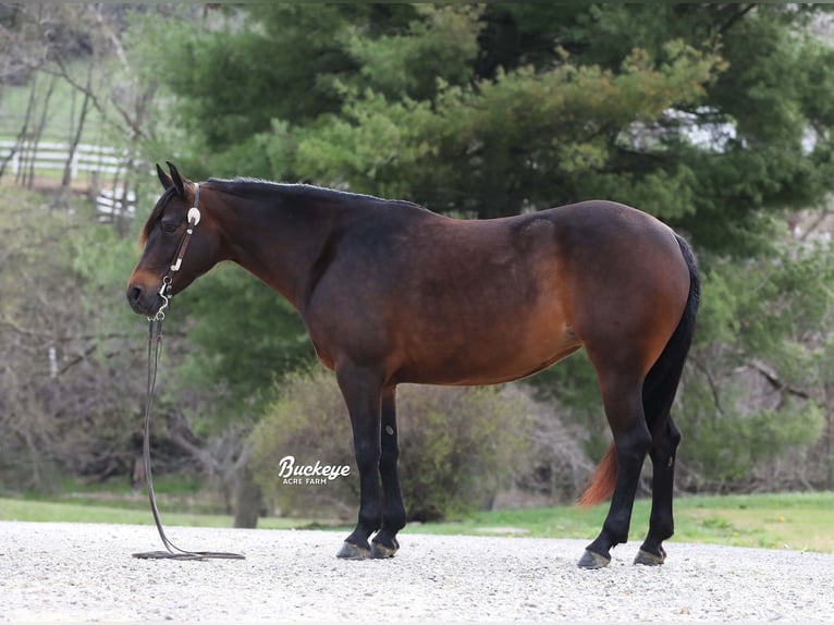 American Quarter Horse Stute 7 Jahre Dunkelbrauner in Millersburg