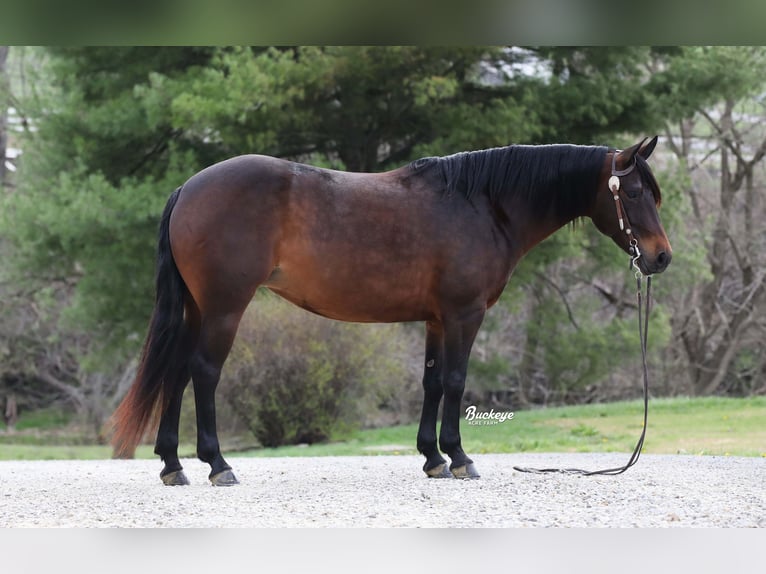 American Quarter Horse Stute 7 Jahre Dunkelbrauner in Millersburg