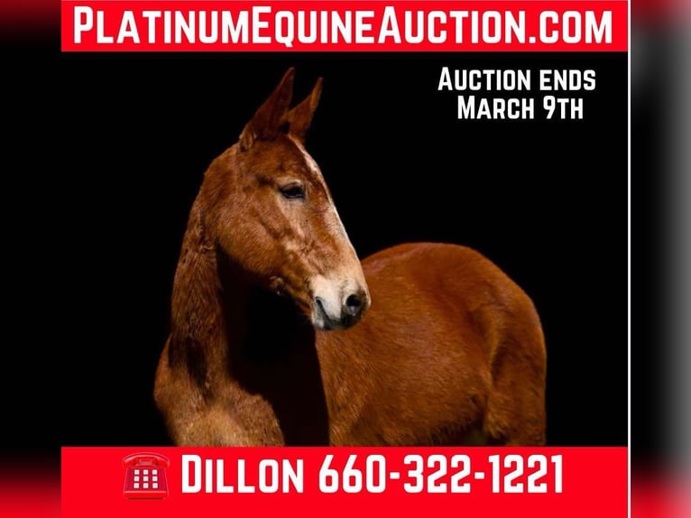 American Quarter Horse Stute 7 Jahre Dunkelfuchs in Carrolton MO