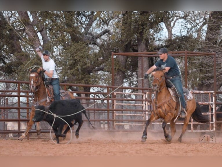 American Quarter Horse Stute 7 Jahre Falbe in Weatherford, TX