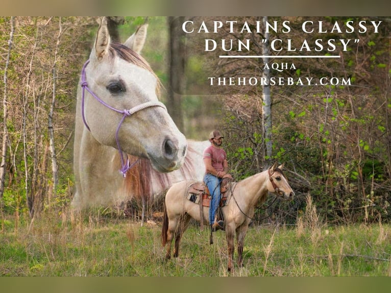 American Quarter Horse Stute 7 Jahre Falbe in Blairsville, GA