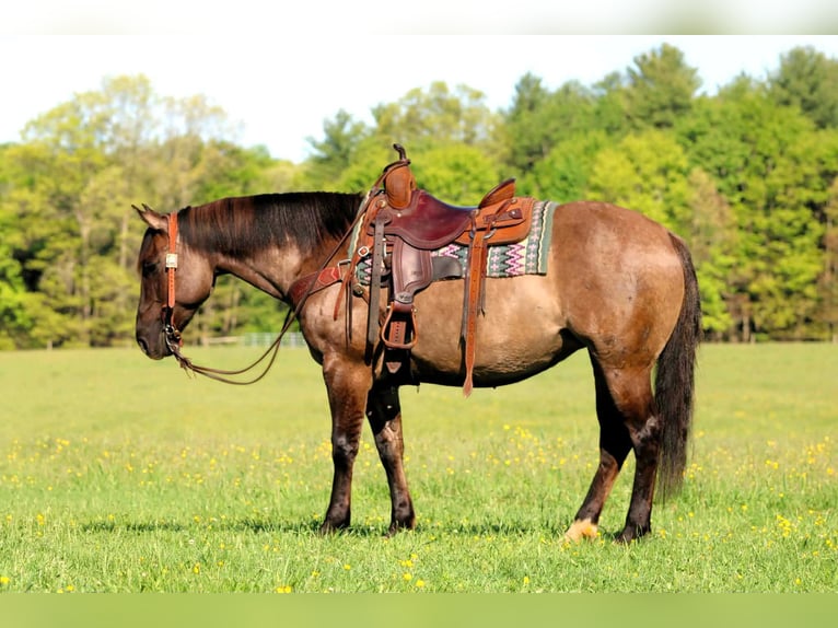 American Quarter Horse Stute 7 Jahre Grullo in Clarion