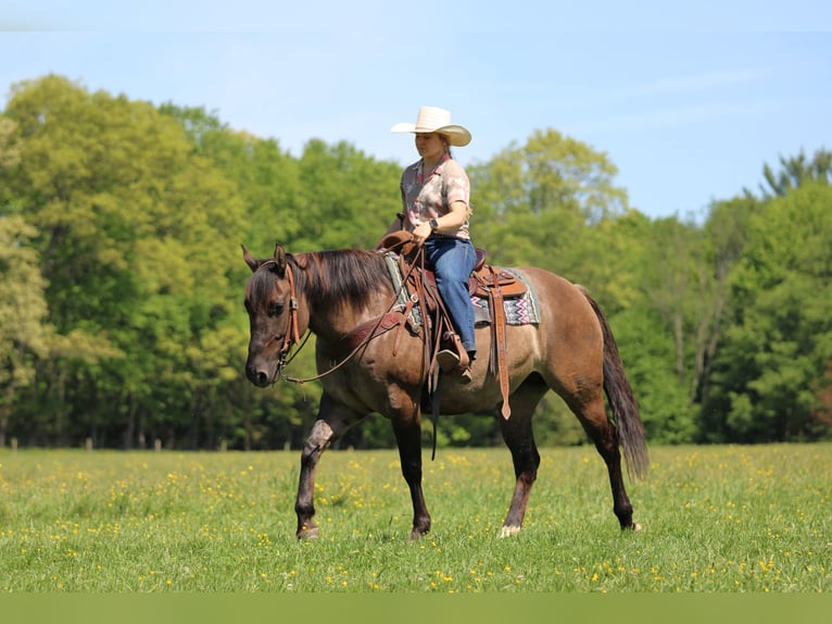 American Quarter Horse Stute 7 Jahre Grullo in Clarion