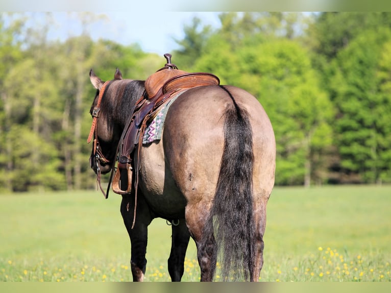 American Quarter Horse Stute 7 Jahre Grullo in Clarion