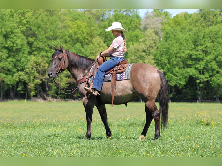 American Quarter Horse Stute 7 Jahre Grullo in Clarion