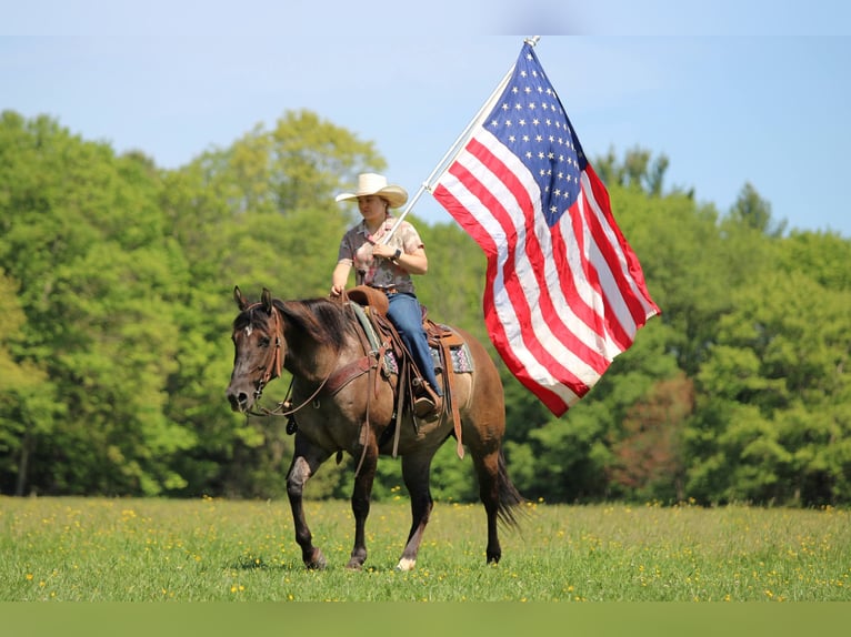American Quarter Horse Stute 7 Jahre Grullo in Clarion
