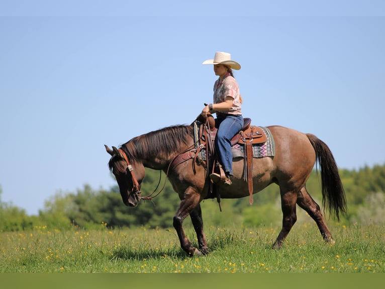 American Quarter Horse Stute 7 Jahre Grullo in Clarion