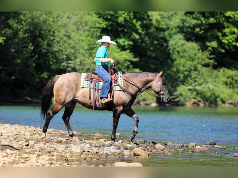 American Quarter Horse Stute 7 Jahre Grullo in Clarion