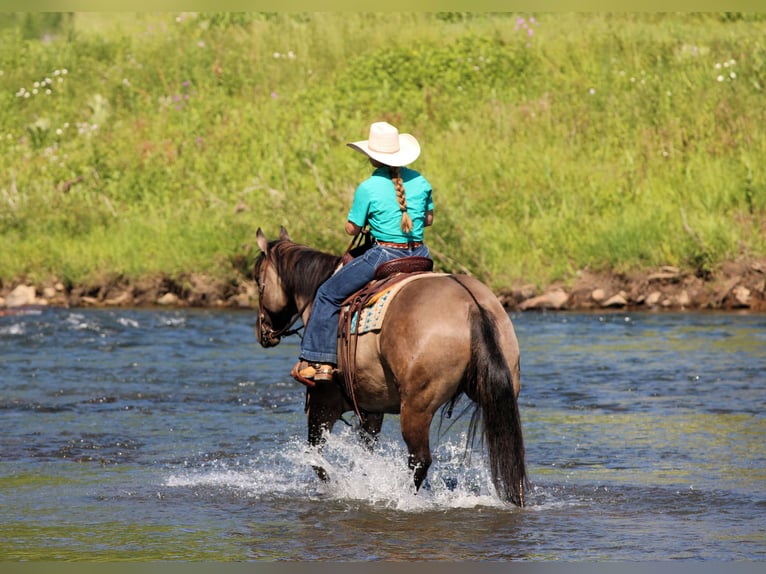 American Quarter Horse Stute 7 Jahre Grullo in Clarion
