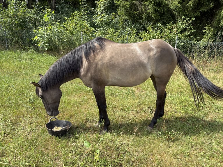 American Quarter Horse Stute 7 Jahre Grullo in Heilsbronn