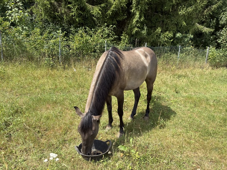 American Quarter Horse Stute 7 Jahre Grullo in Heilsbronn