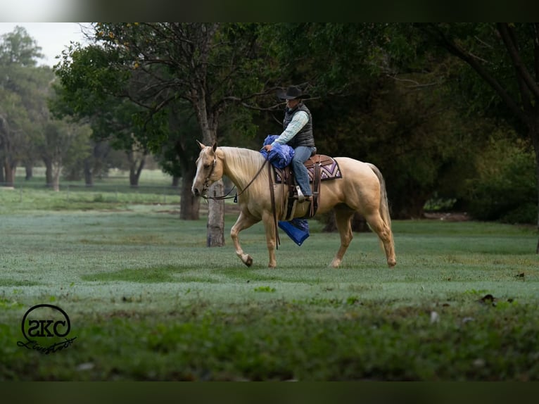 American Quarter Horse Stute 7 Jahre Palomino in Canyon