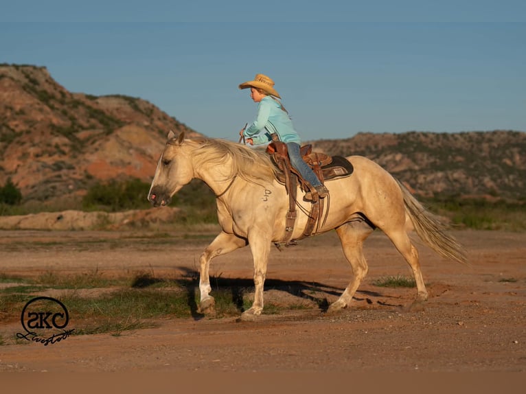 American Quarter Horse Stute 7 Jahre Palomino in Canyon