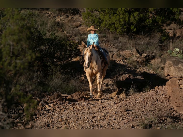 American Quarter Horse Stute 7 Jahre Palomino in Canyon