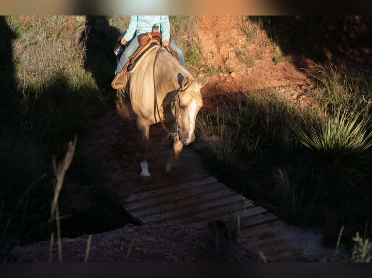American Quarter Horse Stute 7 Jahre Palomino in Canyon