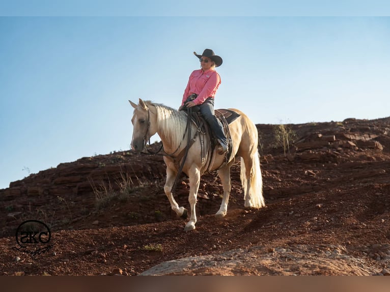 American Quarter Horse Stute 7 Jahre Palomino in Canyon