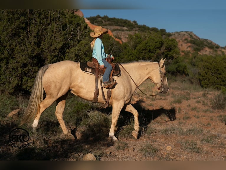 American Quarter Horse Stute 7 Jahre Palomino in Canyon