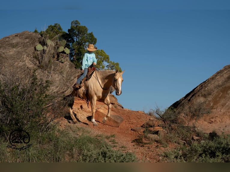 American Quarter Horse Stute 7 Jahre Palomino in Canyon