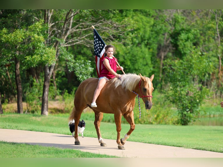 American Quarter Horse Stute 7 Jahre Palomino in Denton