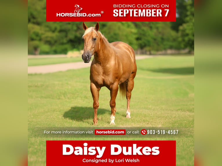 American Quarter Horse Stute 7 Jahre Palomino in Denton
