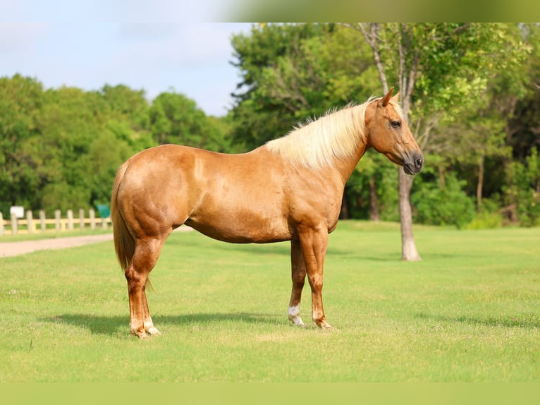 American Quarter Horse Stute 7 Jahre Palomino in Denton
