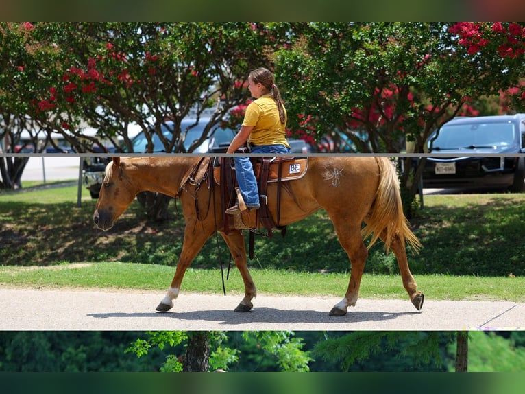 American Quarter Horse Stute 7 Jahre Palomino in Denton