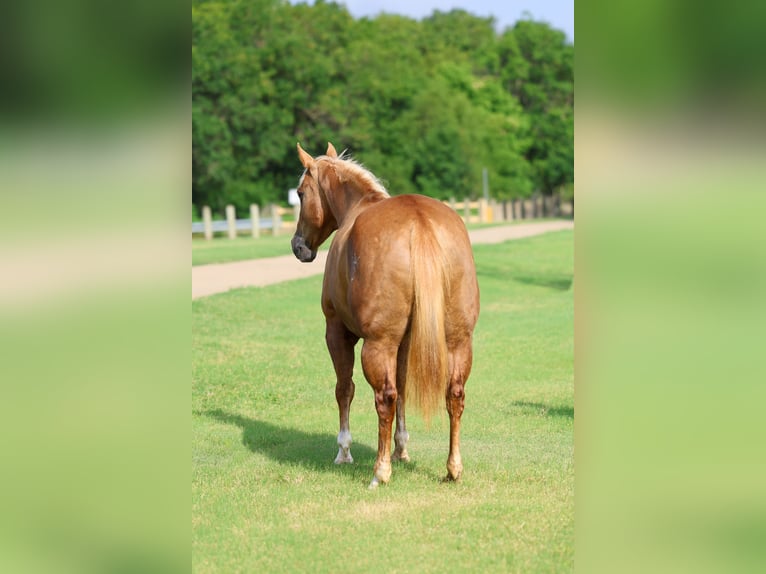 American Quarter Horse Stute 7 Jahre Palomino in Denton