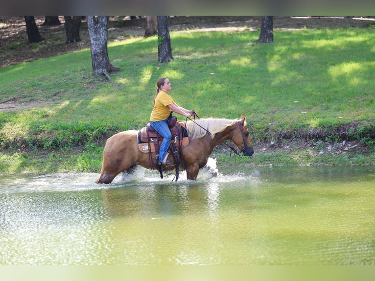 American Quarter Horse Stute 7 Jahre Palomino in Denton