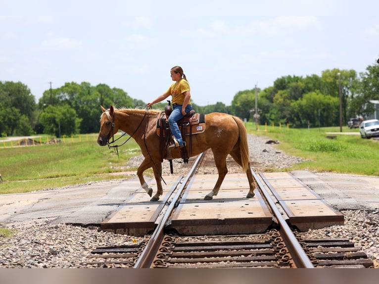 American Quarter Horse Stute 7 Jahre Palomino in Denton