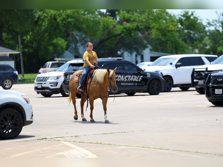 American Quarter Horse Stute 7 Jahre Palomino in Denton