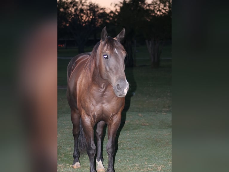 American Quarter Horse Stute 7 Jahre Rappe in Terrell