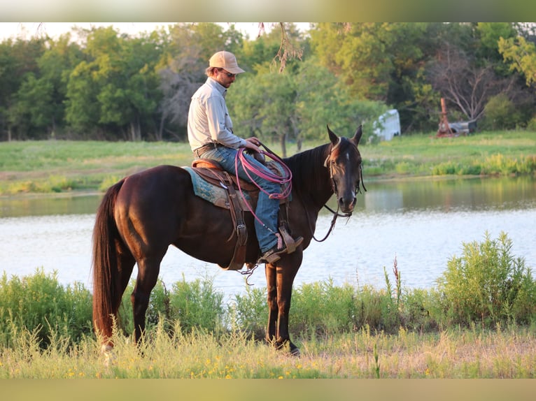 American Quarter Horse Stute 7 Jahre Rappe in Terrell