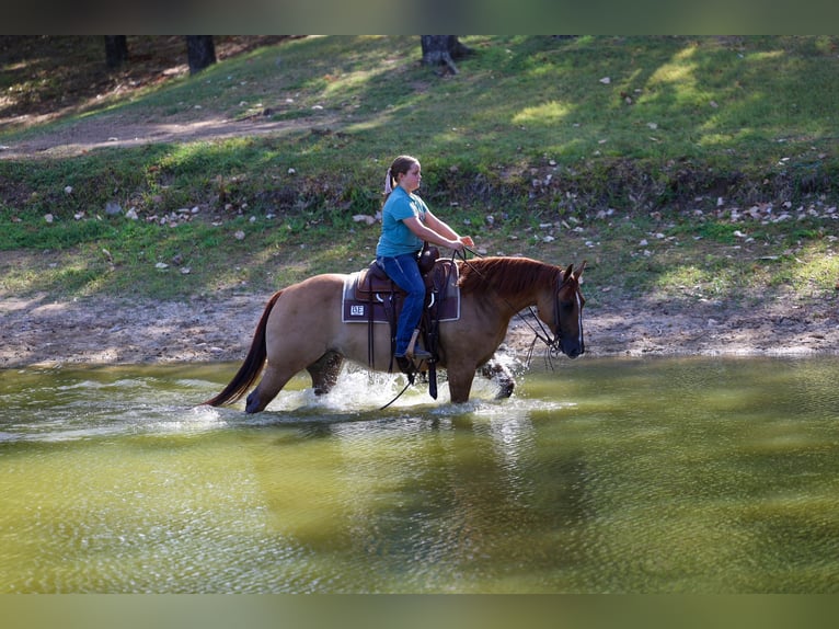 American Quarter Horse Stute 7 Jahre Red Dun in Terrell