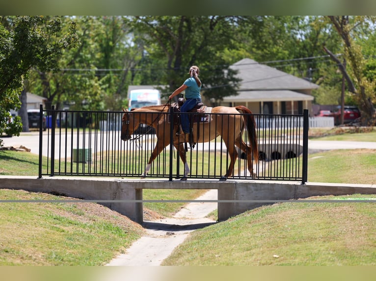 American Quarter Horse Stute 7 Jahre Red Dun in Terrell