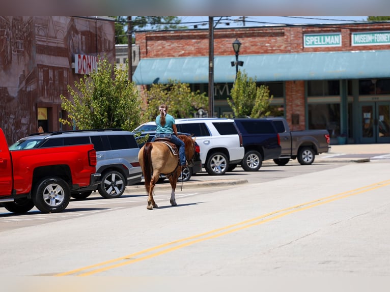 American Quarter Horse Stute 7 Jahre Red Dun in Terrell