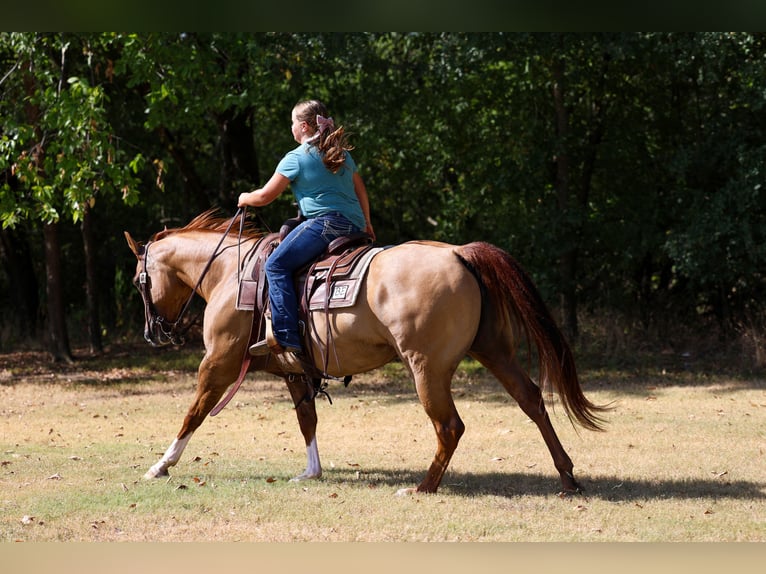 American Quarter Horse Stute 7 Jahre Red Dun in Terrell