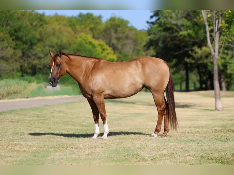 American Quarter Horse Stute 7 Jahre Red Dun in Terrell
