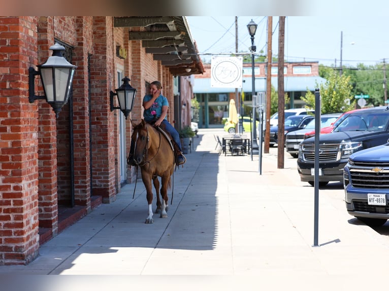 American Quarter Horse Stute 7 Jahre Red Dun in Terrell