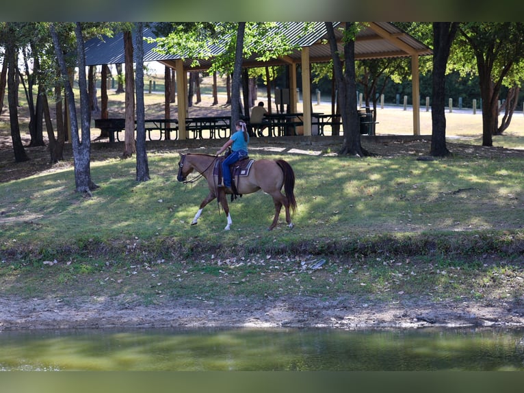 American Quarter Horse Stute 7 Jahre Red Dun in Terrell