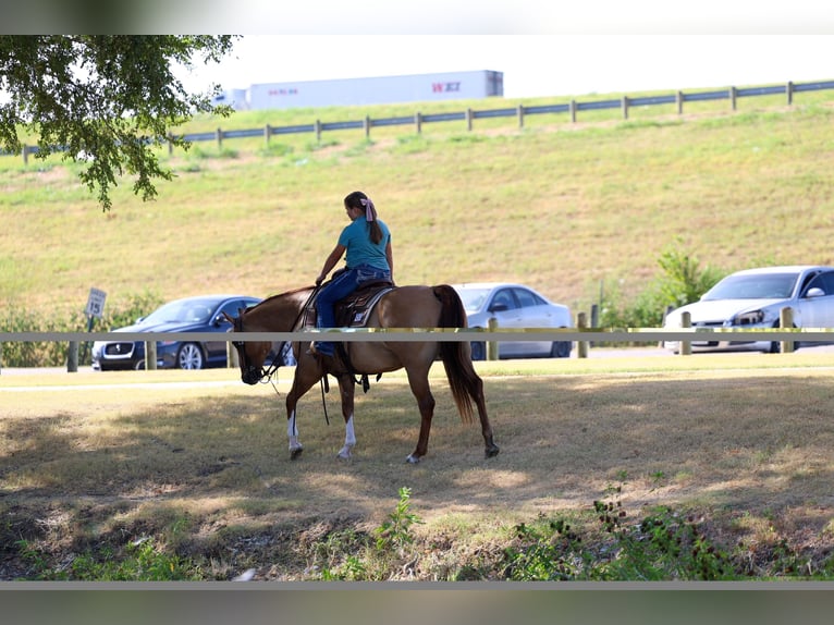 American Quarter Horse Stute 7 Jahre Red Dun in Terrell
