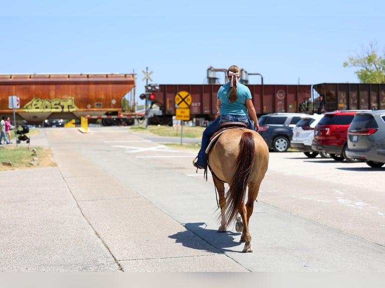 American Quarter Horse Stute 7 Jahre Red Dun in Terrell