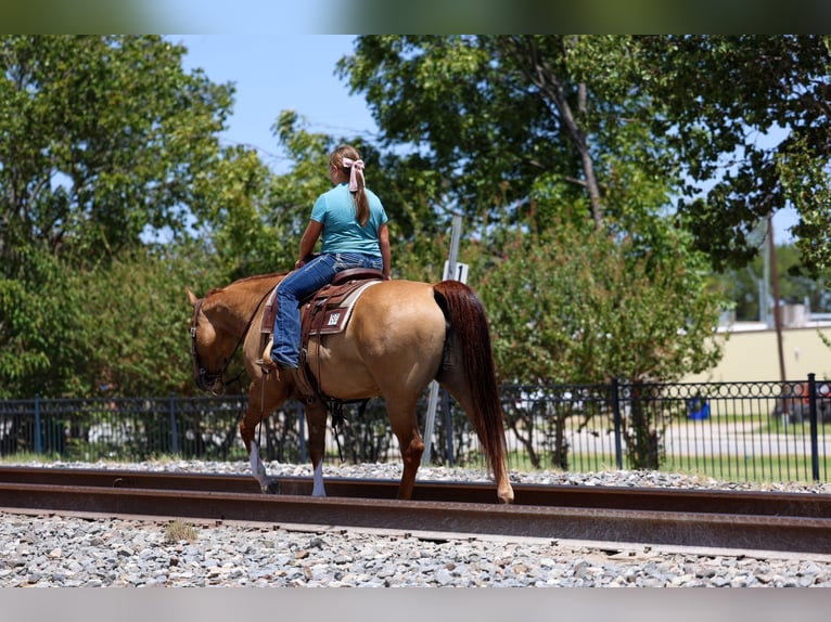 American Quarter Horse Stute 7 Jahre Red Dun in Terrell