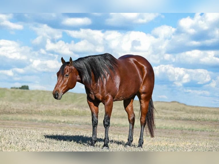 American Quarter Horse Stute 7 Jahre Rotbrauner in texas