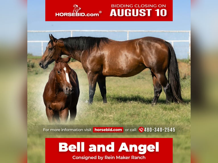 American Quarter Horse Stute 7 Jahre Rotbrauner in Wayne