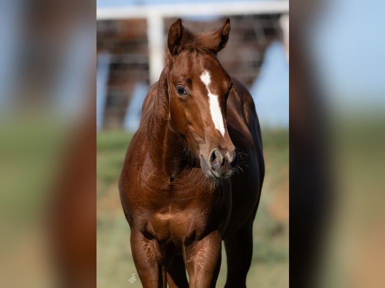 American Quarter Horse Stute 7 Jahre Rotbrauner in Wayne