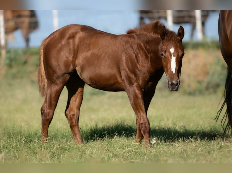 American Quarter Horse Stute 7 Jahre Rotbrauner in Wayne