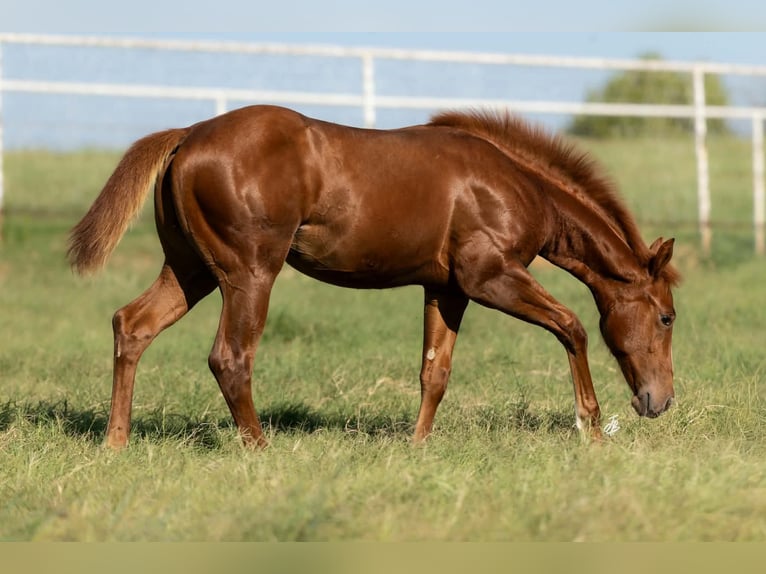 American Quarter Horse Stute 7 Jahre Rotbrauner in Wayne