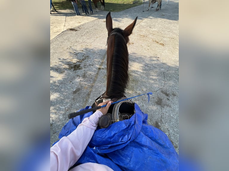 American Quarter Horse Stute 7 Jahre Rotbrauner in PERRY, OK